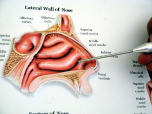 nasal-turbinates